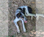 Small #3 Bluetick Coonhound