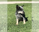 Small Photo #7 Australian Cattle Dog Puppy For Sale in ASHLAND, OH, USA