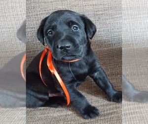 Labrador Retriever Puppy for sale in WATERTOWN, NY, USA