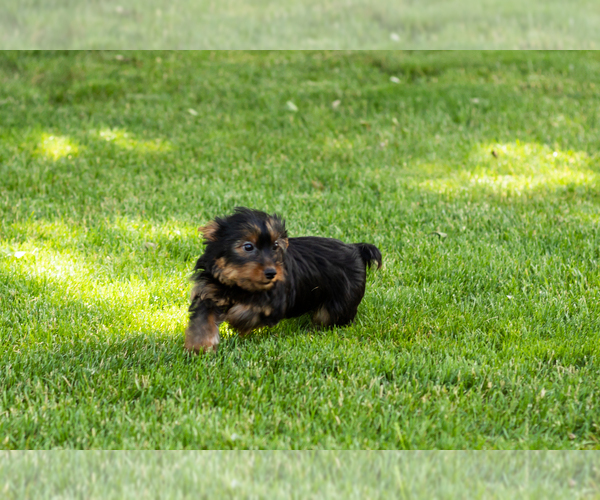 Medium Photo #2 Yorkshire Terrier Puppy For Sale in NAPPANEE, IN, USA