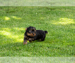 Small #1 Yorkshire Terrier