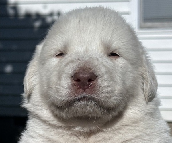 Medium Photo #6 Great Pyrenees Puppy For Sale in STOKES, NC, USA