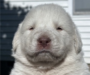 Medium Great Pyrenees