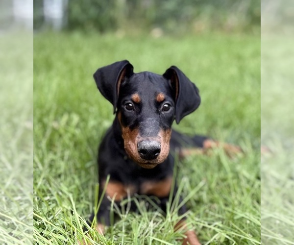 Medium Photo #2 Doberman Pinscher Puppy For Sale in MCHENRY, IL, USA