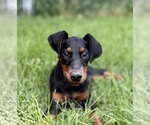 Small #1 Doberman Pinscher