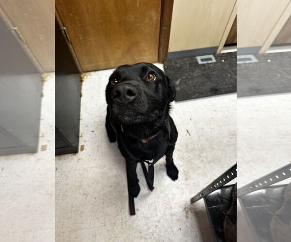 Medium Photo #3 Labrador Retriever-Unknown Mix Puppy For Sale in Coralville, IA, USA