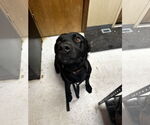 Small #2 Labrador Retriever Mix