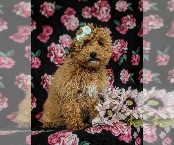 Medium Photo #4 Poodle (Toy) Puppy For Sale in QUARRYVILLE, PA, USA