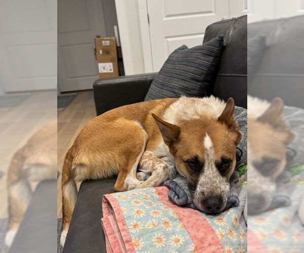 Medium Photo #16 Mutt Puppy For Sale in Sandy, UT, USA