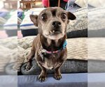 Small Photo #3 Chihuahua-Unknown Mix Puppy For Sale in Corona, CA, USA