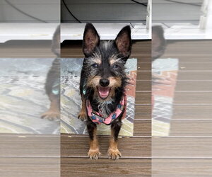 Mutt Dogs for adoption in Springdale, PA, USA