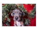 Small Photo #17 Australian Cattle Dog-Catahoula Leopard Dog Mix Puppy For Sale in WELLMAN, IA, USA