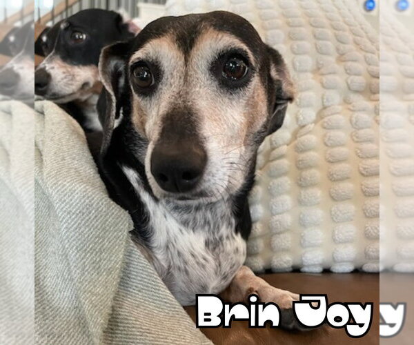 Medium Photo #23 Dachshund Puppy For Sale in San Antonio, TX, USA