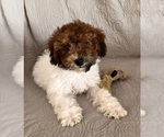 Small #10 Poochon