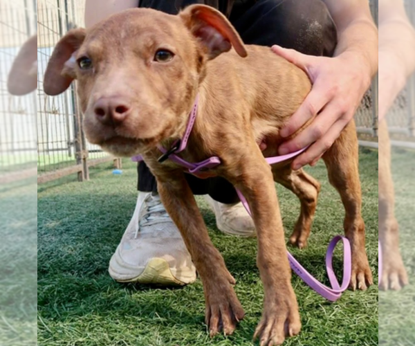 Medium Photo #9 Mutt Puppy For Sale in garner, NC, USA