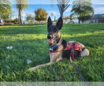 Small #5 German Shepherd Dog Mix
