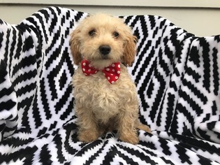 Maltipoo Puppy for sale in HONEY BROOK, PA, USA