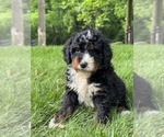 Puppy Milo Bernedoodle (Miniature)