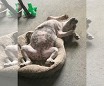 Small Photo #3 Staffordshire Bull Terrier Puppy For Sale in Maryville, TN, USA