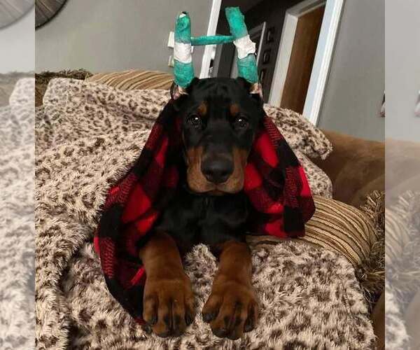 Medium Photo #44 Doberman Pinscher Puppy For Sale in FORT LAUDERDALE, FL, USA