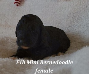 Bernedoodle (Miniature) Puppy for sale in ELKHART, IA, USA