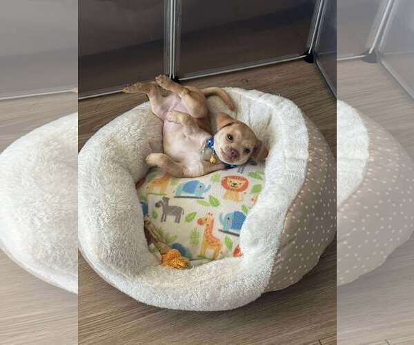 Medium Photo #9 Chihuahua-Unknown Mix Puppy For Sale in Corona, CA, USA