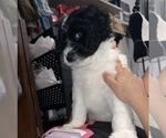 Small Photo #16 Aussiedoodle Puppy For Sale in LA CRESCENT, MN, USA