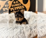 Small #1 Yorkshire Terrier