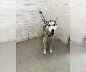 Siberian Husky Dogs for adoption in San Bernardino, CA, USA