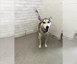 Small Siberian Husky