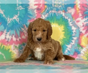Labradoodle-Poodle (Standard) Mix Puppy for sale in LANCASTER, PA, USA