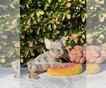 Puppy 3 French Bulldog