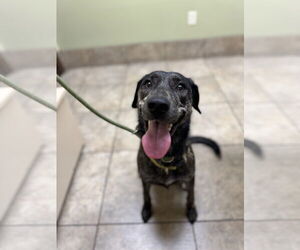 Medium Huskies -Labrador Retriever Mix
