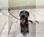 Small Huskies -Labrador Retriever Mix