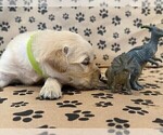 Small #6 Golden Retriever