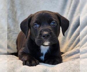 Labrador Retriever-Unknown Mix Dogs for adoption in San Diego, CA, USA
