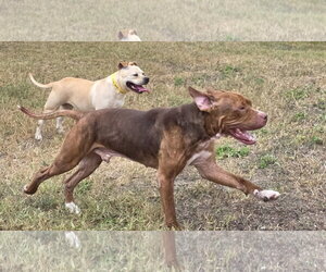Moo Deng - Female Bulldog-Staffordshire Bull Terrier Mix Dog for Adoption - Photo #10