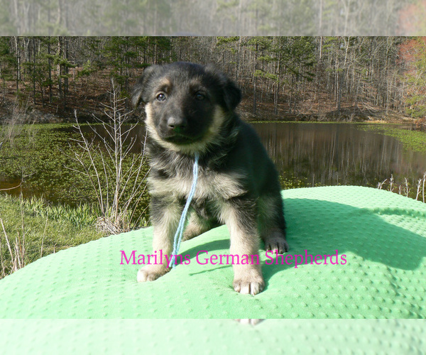 Medium Photo #5 German Shepherd Dog Puppy For Sale in PIEDMONT, MO, USA