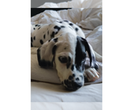 Small #1 Dalmatian