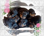 Image preview for Ad Listing. Nickname: Great Puppies