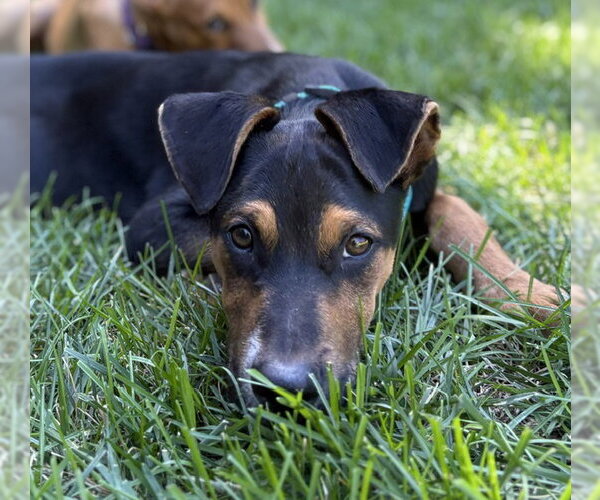 Medium Photo #7 Mutt Puppy For Sale in Sandy, UT, USA