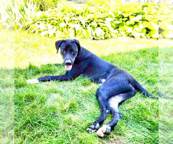 Medium Photo #10 Labrador Retriever-Unknown Mix Puppy For Sale in Canton, CT, USA