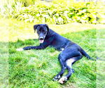 Small #9 Labrador Retriever Mix