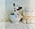 Small #3 Chihuahua