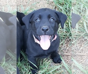 Medium Labrador Retriever