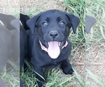 Puppy Black female 2 Labrador Retriever