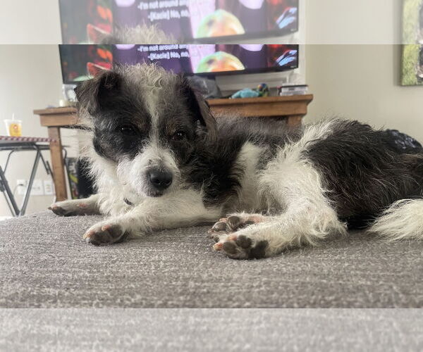 Medium Photo #4 Jack Russell Terrier-Unknown Mix Puppy For Sale in Arlington, VA, USA