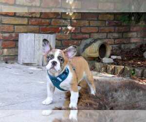 French Bulldog Puppy for sale in MIAMI, FL, USA