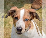 Small Red Heeler Mix