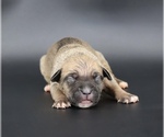 Image preview for Ad Listing. Nickname: Flavia